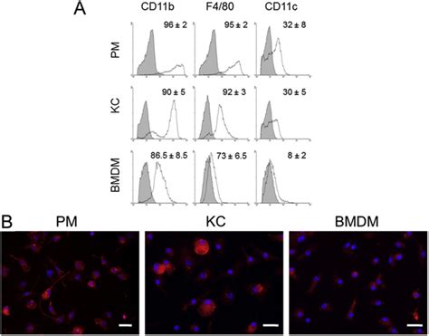 Kupffer Cell Transplantation In Mice For Elucidating Monocyte