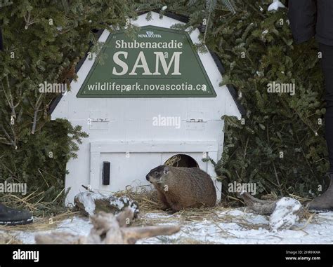 Shubenacadie Sam looks around after emerging from his burrow at the ...