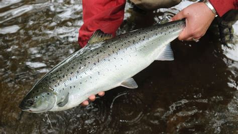 La P Che Au Saumon Star Des Rivi Res Reprend Ce Week End En Bretagne