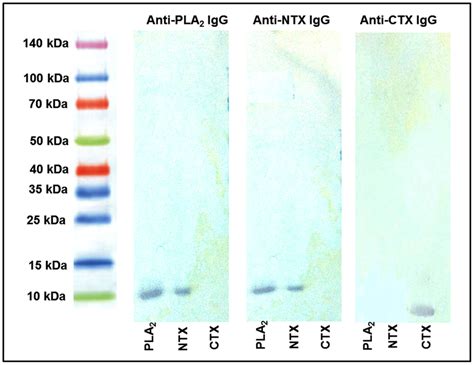 Immunological Cross Reactions Between N Sumatrana Venom Toxins As