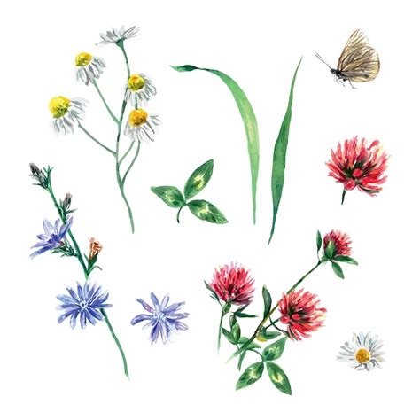 Wiesenblumen von kleeblümchen kamille zichorie schmetterling