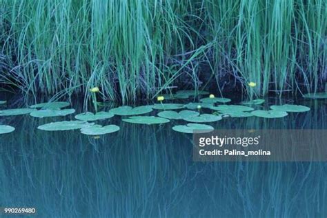 Palena Lake Photos And Premium High Res Pictures Getty Images