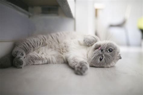 expensive house cats breeds 8
