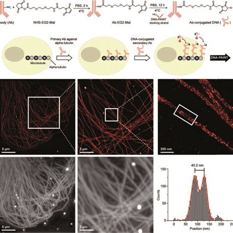 Dna Paint Imaging With A Dna Conjugated Primary Antibody A Labeling