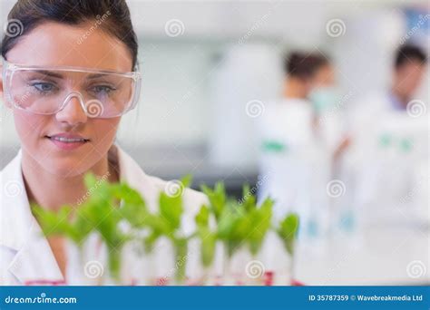 Female Scientist With Young Plants At Laboratory Stock Image Image Of