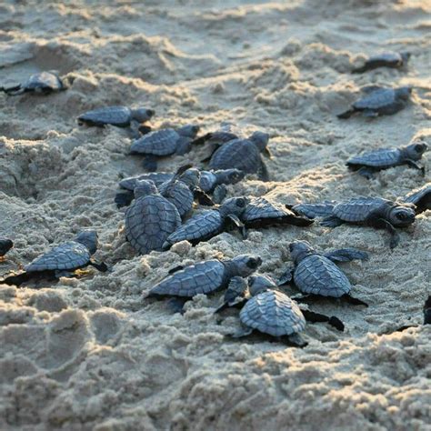 Baby Sea Turtles | Baby sea turtles, Turtle, Turtle love