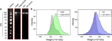 Development Of An Actinium Radioimmunoconjugate For Targeted Alpha