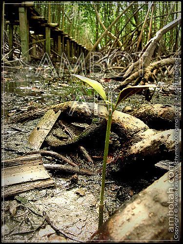 Ati-atihan Festival 2008 – The Mother of Visayan Festivals – Ambot-ah! Travel Blog