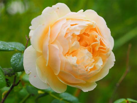 Jude the Obscure — Eumundi Roses