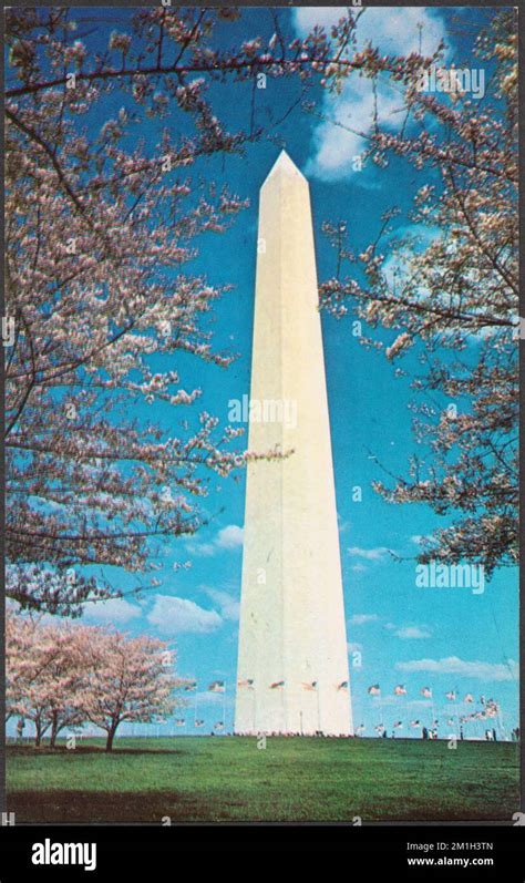 Washington Monument Cherry Blossom Time Washington Dc Monuments