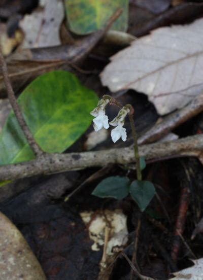 Kuhlhasseltia Yakushimensis