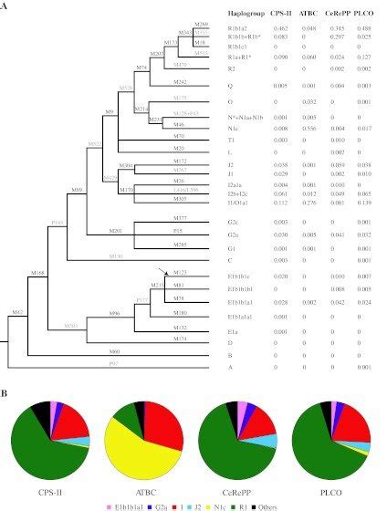 Chromosome Y haplogroup tree and frequency distribution in control ...