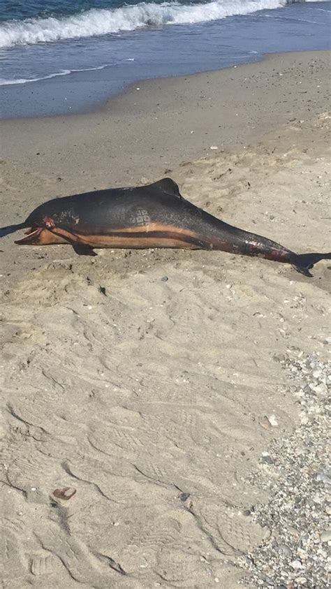 Delfino Spiaggiato Sulla Costa Messinese Le FOTO Dal Litorale Tirrenico