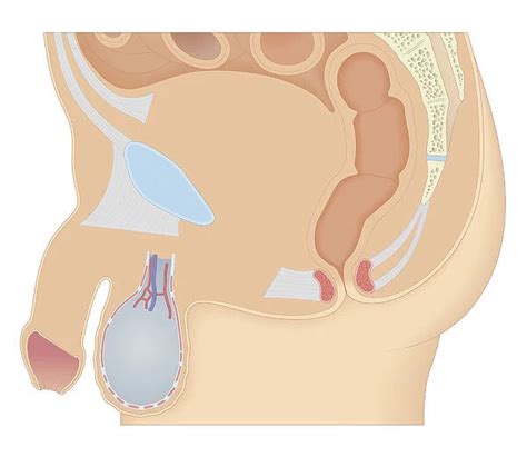 Cross Section Biomedical Illustration Of Male Reproductive