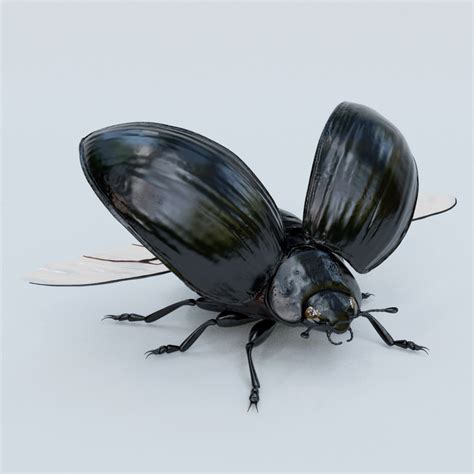 obj black beetle