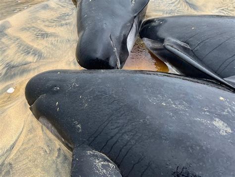 Rescuers Tackling Mass Stranding Of Pilot Whales On