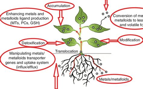 11 Mechanisms Involved In Phytoremediation Of Trace Metalsmetalloids