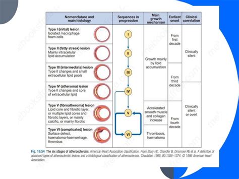 Pathophysiology Of Atherosclerosis Pptx