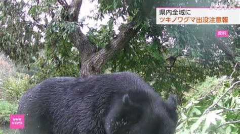 県内全域に過去最も早い「ツキノワグマ出没注意報」｜nhk 秋田県のニュース