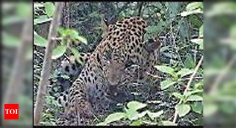 Leopard Rescued In Yelahanka Bengaluru News Times Of India