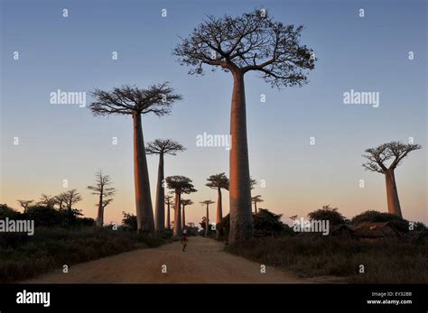 Endemic Madagascar Sunset Evening Water Reflection Pond Track Road Hi