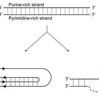 Schematic Representation Of A Purine Rich Pyrimidine Rich Sequence