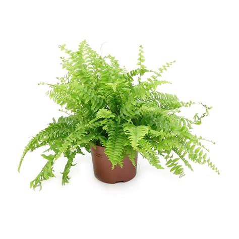 NEPHROLEPIS BOSTON BLUE BELL 12CM - Foliage Houseplants - Tates