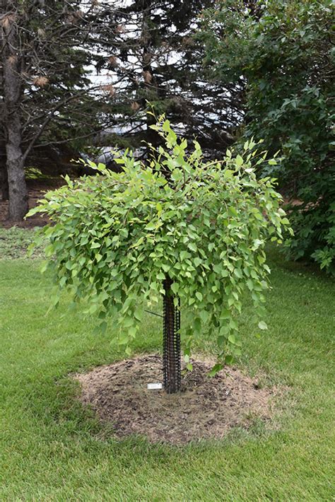 Summer Cascade Weeping River Birch Betula Nigra Summer Cascade In