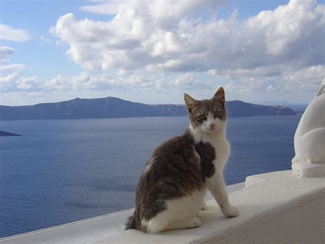 Aegean Cat Info, Personality, Grooming, Kittens, Diet, Pictures