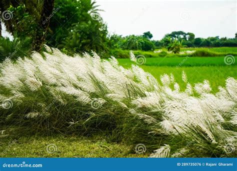 Kashful is a Very Popular Flower of Autumn Season in India. this ...