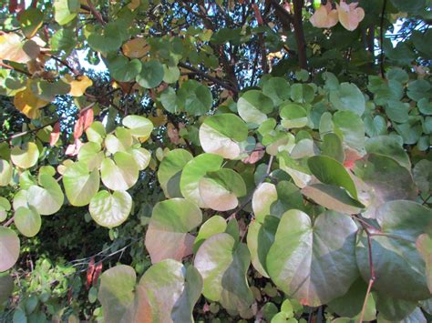 Cercis OccidentalisWestern Redbud Tree Seeds Spiffy Seeds