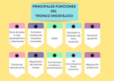 Tronco Encef Lico Funciones Anatom A Y Patolog A