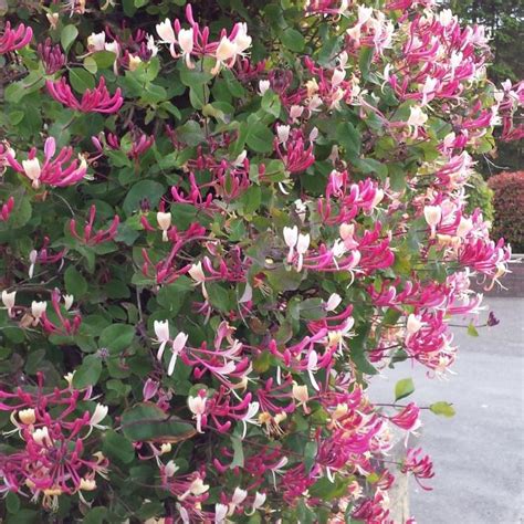 Buy Honeysuckle Climbing Plants at Wholesale Prices in Ireland