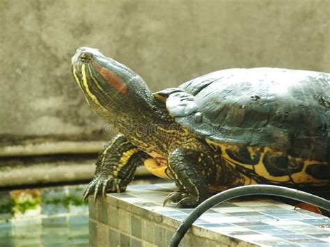 A Close Up Shot Of A Red Eared Turtle Trachemys Scripta Elegans Stock