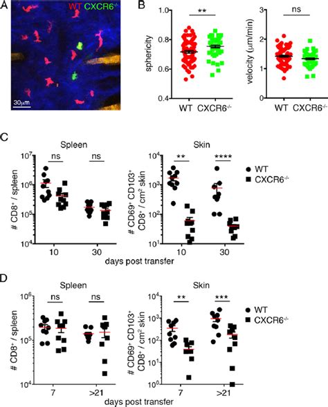 CXCR6 Is Required For Skin T RM Cell Formation A And B Influence Of