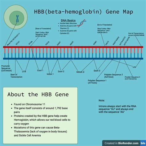 Infographic Mrna And Hbb Gene