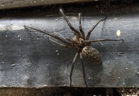 Gewone Huisspin Eratigena Atrica Waarneming Nl