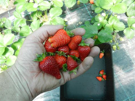Free Images : plant, fruit, berry, sweet, flower, food, produce