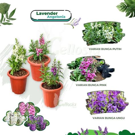 Jual Tanaman Bunga Lavender Angelonia Putih Pink Ungu Tanaman Pengusir