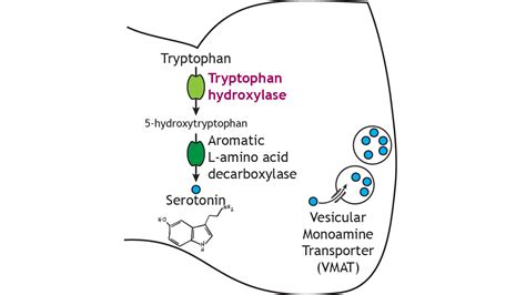 Neurotransmitter Synthesis and Storage – Foundations of Neuroscience