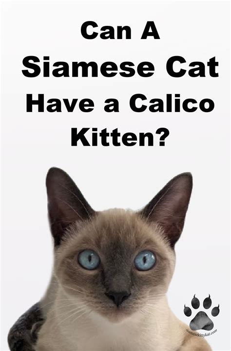 Can a Siamese Cat Have A Calico Kitten? Explore Now!