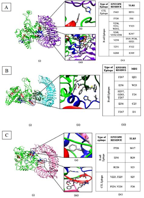 Strategy To Configure Multi Epitope Recombinant Immunogens With