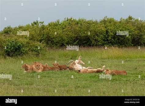 lion cubs playing Stock Photo - Alamy