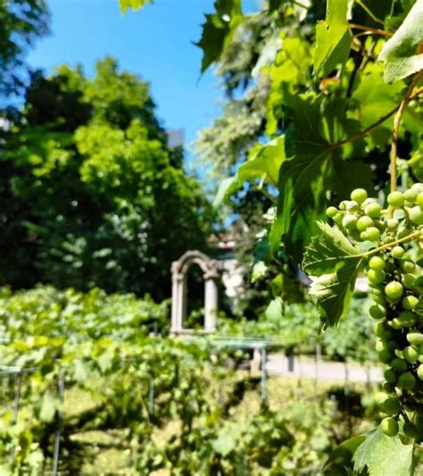 La Vigna Di Leonardo In Mani Francesi Le Indiscrezioni Sul Suo Futuro