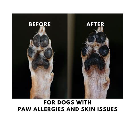 Why Are My Dogs Paw Pads Cracked