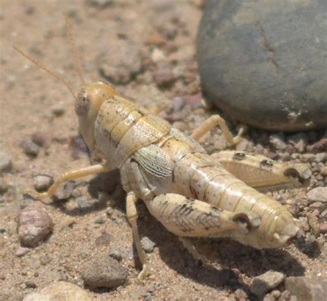 Light Brown Short Winged Grasshopper Aeoloplides Chenopodii Bugguide