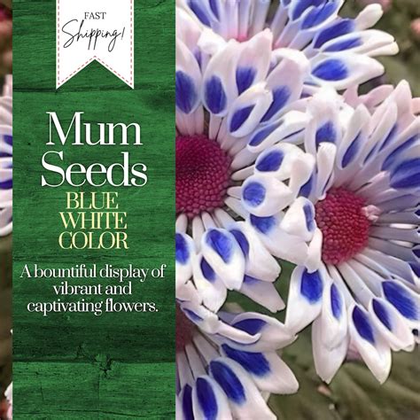 Blue White Mum Chrysanthemum Seeds 200 Seeds Mum Flower Flower Seeds