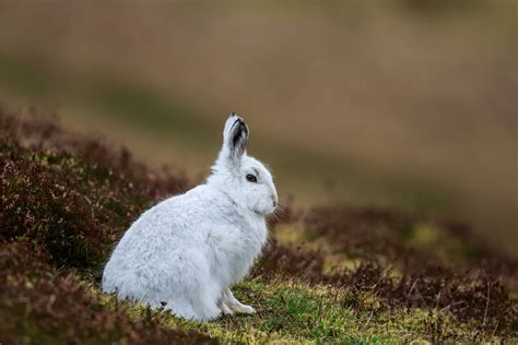 Animals of the Tundra: Adaptations, Images & Facts