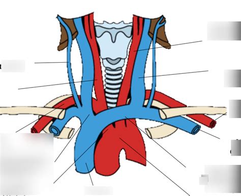 Diagramme De Ue Art Res Et Veines Du Cou Quizlet