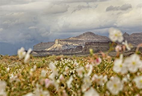 Montagnes Nature Fleurs En Plein Photo Gratuite Sur Pixabay Pixabay